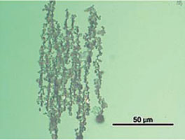 Figure 2. Particles aligned on the ferrogram to the magnetic field Figure 2. Particles aligned on the ferrogram to the magnetic field