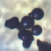 Spherical particles Spherical particles